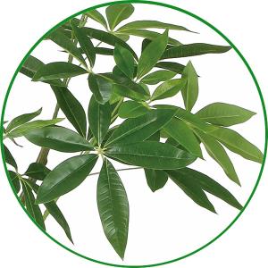 フェイクグリーン 人工観葉植物 大型 光触媒 ...の詳細画像3