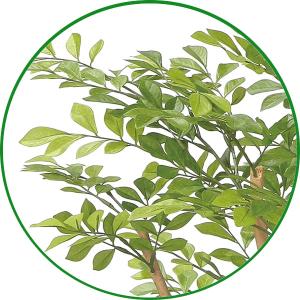人工観葉植物 フェイクグリーン 光触媒 観葉植...の詳細画像2