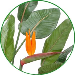 人工観葉植物 大型 フェイクグリーン 光触媒 ...の詳細画像4