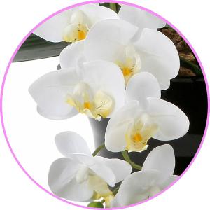 光触媒 胡蝶蘭 造花の胡蝶蘭 高級 豪華 リア...の詳細画像3