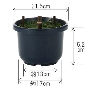 和風 人工観葉植物 フェイクグリーン 光触媒 ...の詳細画像5
