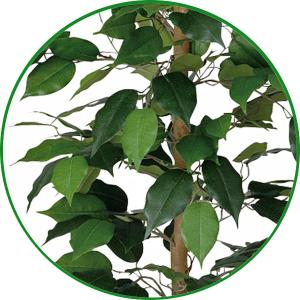 フェイクグリーン 人工観葉植物 光触媒 観葉植...の詳細画像1