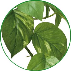 フェイクグリーン 人工観葉植物 インテリア 光...の詳細画像5