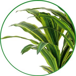 フェイクグリーン 人工観葉植物 インテリア 光...の詳細画像3