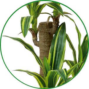 フェイクグリーン 人工観葉植物 インテリア 光...の詳細画像4