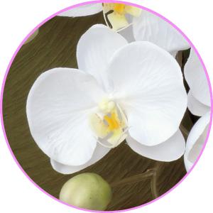 光触媒 胡蝶蘭 造花の胡蝶蘭 お祝いにも エレ...の詳細画像2
