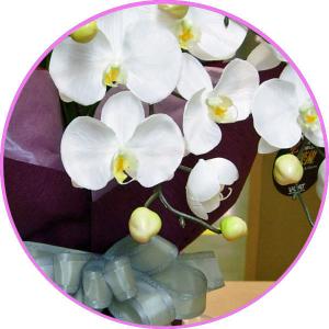造花 お供え 胡蝶蘭 光触媒 仏花 法事等 お...の詳細画像1