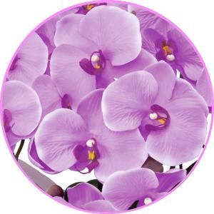 光触媒 胡蝶蘭 造花の胡蝶蘭 お祝いにも エレ...の詳細画像4