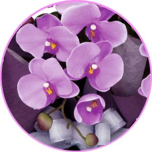 光触媒 胡蝶蘭(造花の胡蝶蘭) エレガント胡蝶...の詳細画像3