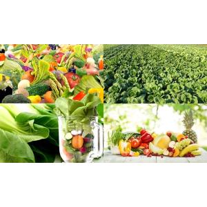 (大容量/約6ヵ月分) 濃縮酵素+青汁野菜サプ...の詳細画像2