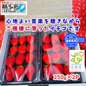 とちあいか いちご 約280g×2パック 栃木県産 贈答規格 JA共撰品 苺の