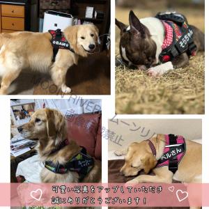 犬 胴輪 ハーネス用ラベル 同じ2枚 名入れ ...の詳細画像5