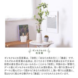 ギンモクセイ 観葉植物 鉢付き セラミックポッ...の詳細画像2