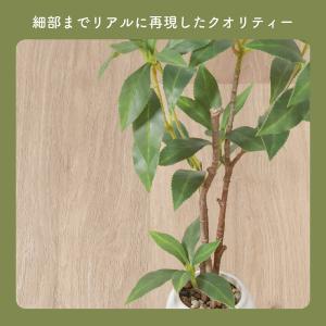 ギンモクセイ 観葉植物 鉢付き セラミックポッ...の詳細画像3