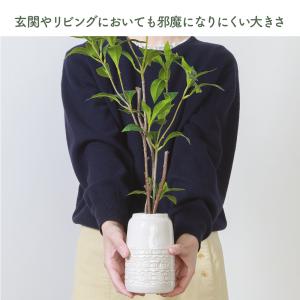 ギンモクセイ 観葉植物 鉢付き セラミックポッ...の詳細画像4