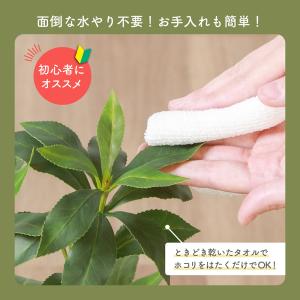 ギンモクセイ 観葉植物 鉢付き セラミックポッ...の詳細画像5