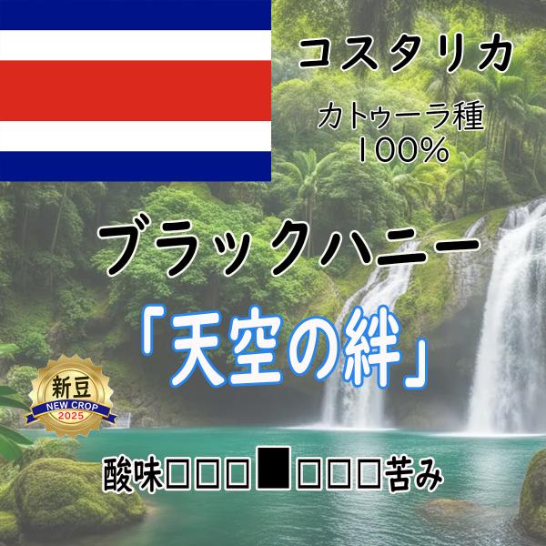 「天空の絆」 200g　カトゥーラ　ブラックハニー　コスタリカ　グァンボア農園　中煎り
