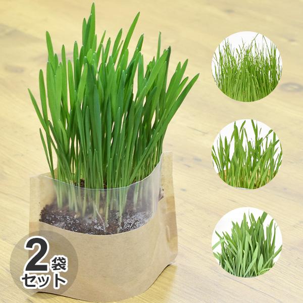 同種2個セット　正規品　イースター　マイガーデン　牧草栽培セット　オーツ / インタリアンライグラス...