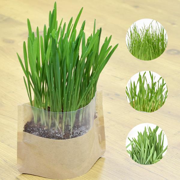 正規品　イースター　マイガーデン　牧草栽培セット　オーツ / インタリアンライグラス / ウィート ...