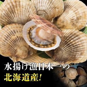片殻付ほたて貝 10枚入り ホタテ 帆立 BB...の詳細画像3