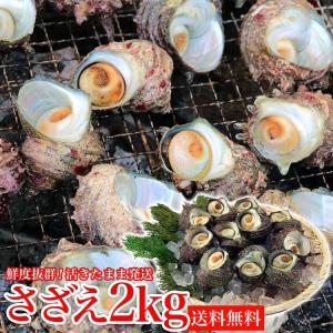 サザエ さざえ BBQ 2kg 16〜26個 ツボ焼き用 海鮮 活きたまま出荷 中サイズ 同梱不可 冷蔵配送 食品 ギフト ポイント利用