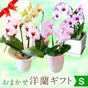 森水木のラン屋さん ヤフー店 Yahoo ショッピング