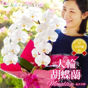 森水木のラン屋さん ヤフー店 Yahoo ショッピング