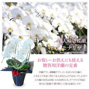 『胡蝶蘭 2本立ち 大輪「モナリザ」』鉢花 ギ...の詳細画像1