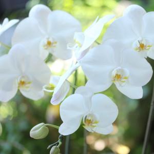 『胡蝶蘭 2本立ち 大輪「モナリザ」』鉢花 ギ...の詳細画像3