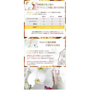 『胡蝶蘭 2本立ち 大輪「モナリザ」』鉢花 ギ...の詳細画像4