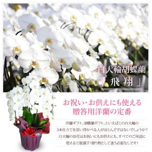 『胡蝶蘭 3本立 大輪「飛翔」』お祝い 開店祝...の詳細画像1