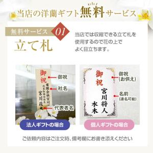 『胡蝶蘭 3本立 大輪「飛翔」』お祝い 開店祝...の詳細画像3