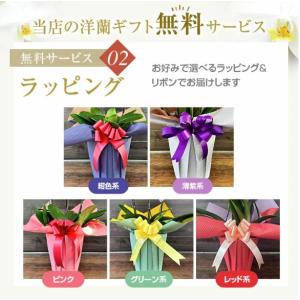 『胡蝶蘭 3本立 大輪「飛翔」』お祝い 開店祝...の詳細画像4
