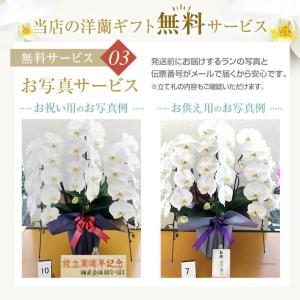 『胡蝶蘭 3本立 大輪「飛翔」』お祝い 開店祝...の詳細画像5