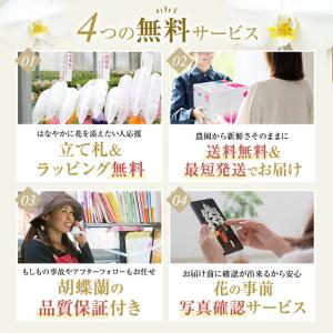 『胡蝶蘭 3本立 大輪「飛翔」』お祝い 開店祝...の詳細画像2