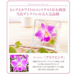 シリーズ最安値!『森のグラスブーケ 「ルビー」...の詳細画像3