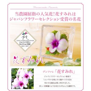 シリーズ最安値!『森のグラスブーケ 「ルビー」...の詳細画像1