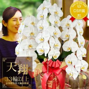 プレミアム胡蝶蘭ギフト 3本立ち 31輪以上『胡...の商品画像