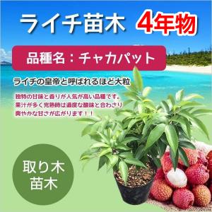 ◎ライチ 苗木 栽培 チャカパット 取り木 苗 4年もの ジャカパット