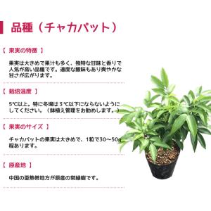 ライチ 苗木 栽培 ジャカパット 取り木 苗 ...の詳細画像1