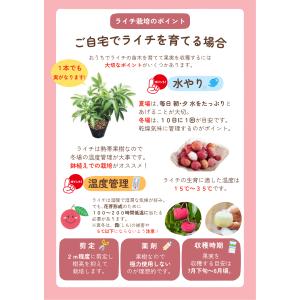 ライチ 苗木 栽培 ジャカパット 取り木 苗 ...の詳細画像3