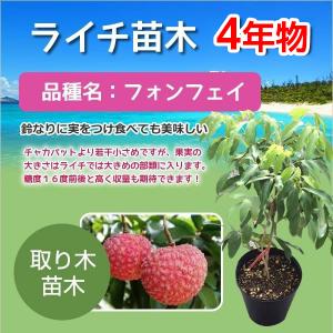 ライチ苗木(チャカパット)3年もの(取り木苗木) : 国産ライチ ライチ苗木(チャカパット)3年もの(取り木苗木) : 国産ライチ