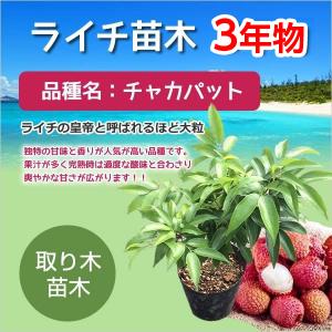 ◎ライチ 苗木 栽培 チャカパット 3年もの ジャカパット