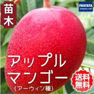 マンゴーの木 アーウィン 1年生接木苗 4.5号ポット苗 沖縄県産 : 苗木
