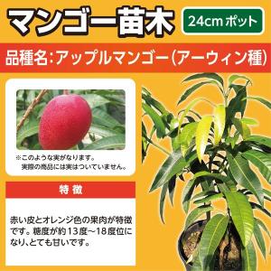 マンゴー苗木(アップルマンゴー・アーウィン種 ...の詳細画像1