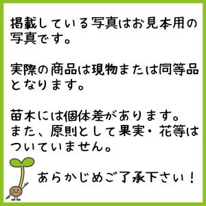 マンゴー苗木(アップルマンゴー・アーウィン種 ...の詳細画像3