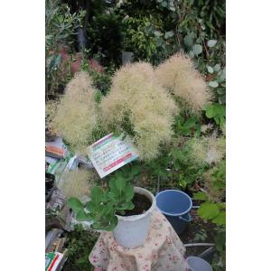 森農園ネットショップ スモークツリー鉢物 苗 その他鉢物 木本性 Yahoo ショッピング