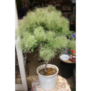 森農園ネットショップ スモークツリー鉢物 苗 その他鉢物 木本性 Yahoo ショッピング