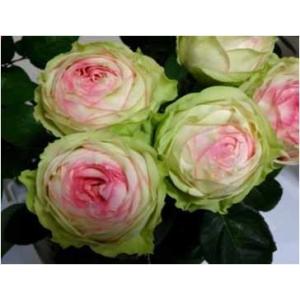 2026年2月】バラ 切り花品種のおすすめ人気ランキング - Yahoo