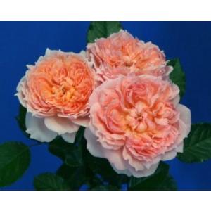 バラ苗 nak6102 耐病性品種 超長期開花 中輪スプレー 4号接ぎ木（植え
